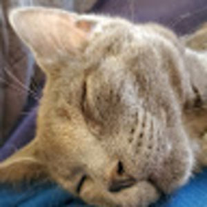 Meet your Posher, William